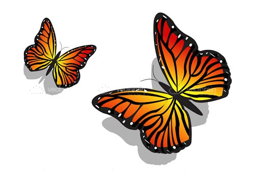 Pair of Beautiful and Colorful Butterflies